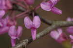 Eastern redbud